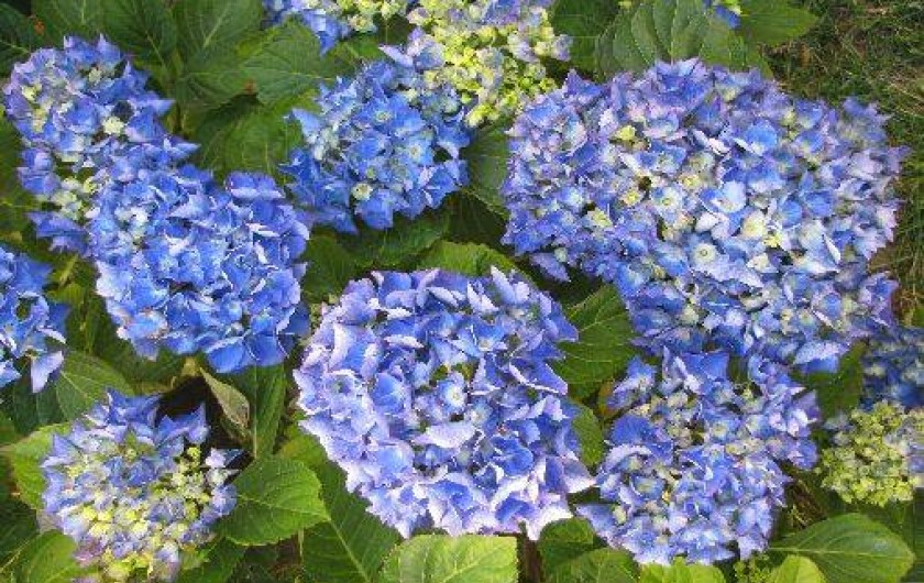 Location de vacances - Gîte à Baden - Le jardin