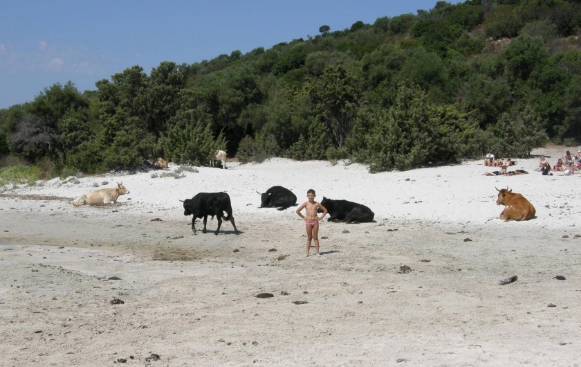 Location de vacances - Maison - Villa à Oletta - La plage de saleccia avec sa faune sauvage