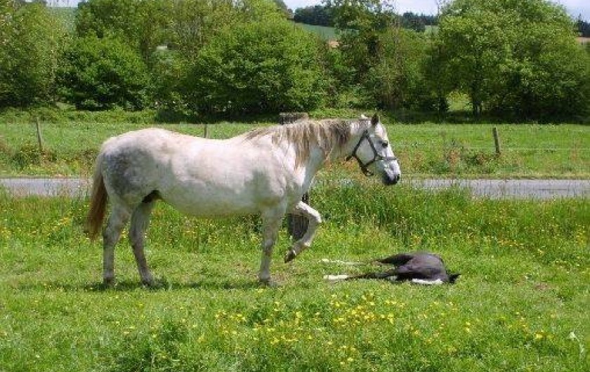 Location de vacances - Gîte à Merléac