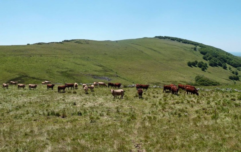 Location de vacances - Gîte à Lavigerie
