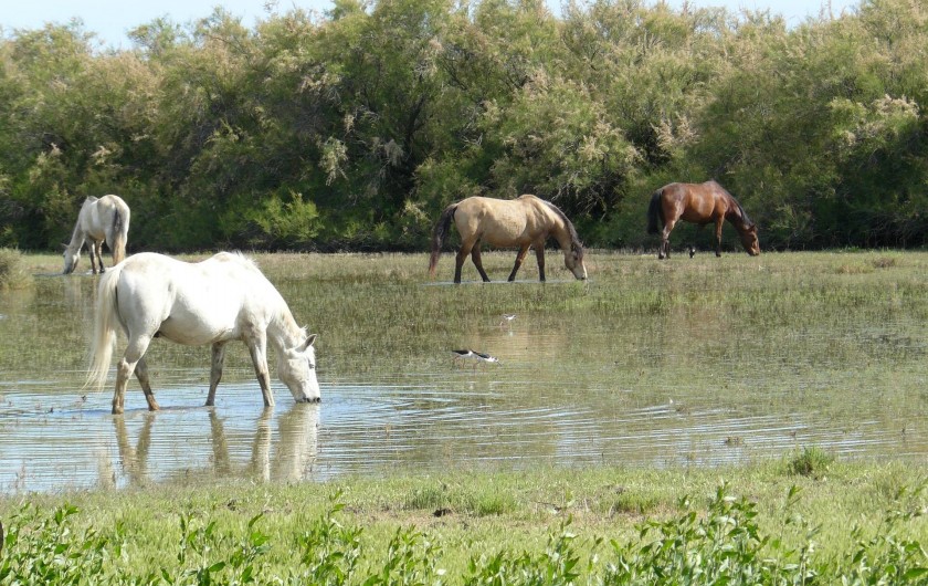 Location de vacances - Chambre d'hôtes à Villeneuve-lès-Béziers - Paysages le long du Canal, en direction de la plage