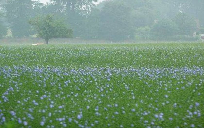 Location de vacances - Gîte à Beauval-en-Caux - champ de lin en fleurs