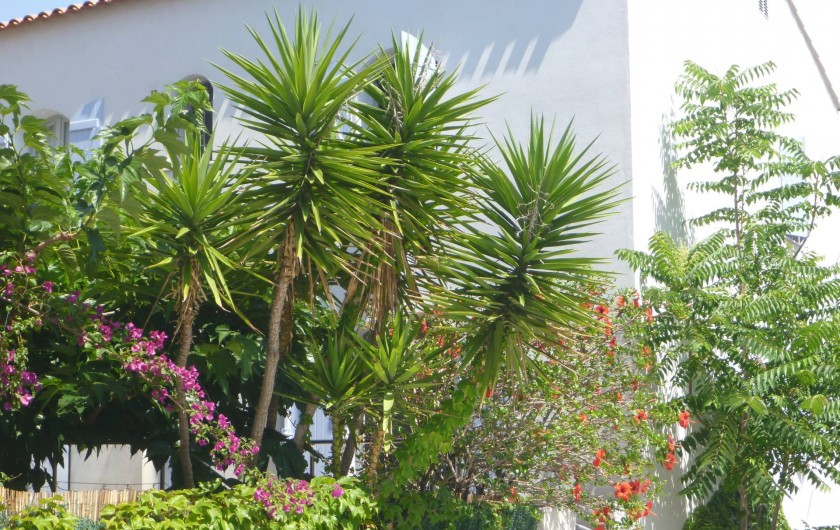 Location de vacances - Villa à Calvi - Jardin fleuri.