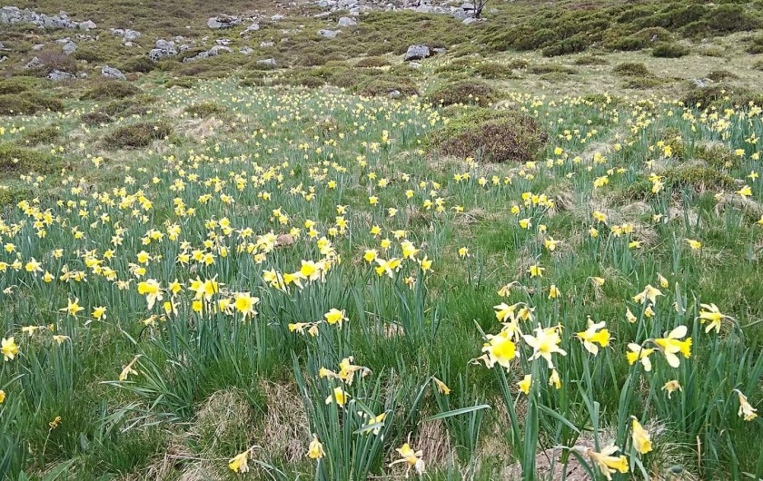Location de vacances - Villa à Valuéjols - jonquilles en montagne en avril