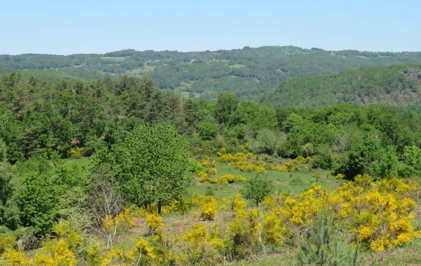 Location de vacances - Villa à Valuéjols - Genets en fleur en juin