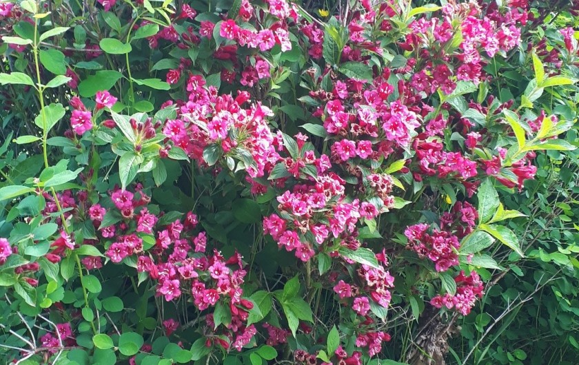 Location de vacances - Appartement à Marchésieux