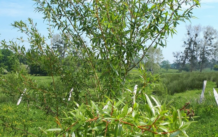 Location de vacances - Appartement à Marchésieux