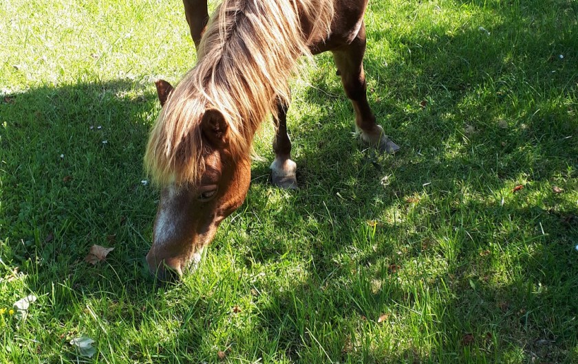 Location de vacances - Appartement à Marchésieux