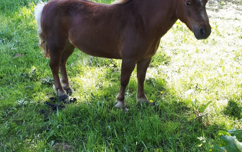 Location de vacances - Appartement à Marchésieux