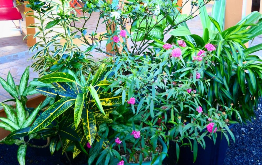 Location de vacances - Appartement à Port-Louis