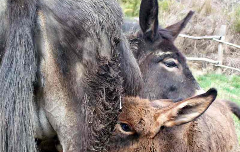 Location de vacances - Gîte à Saint-André-de-Lancize