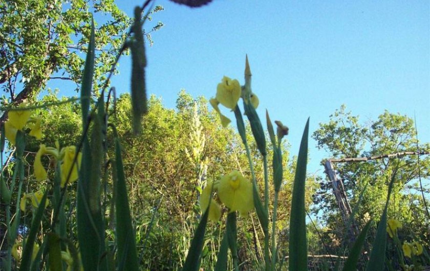 Location de vacances - Gîte à Saint-André-de-Lancize