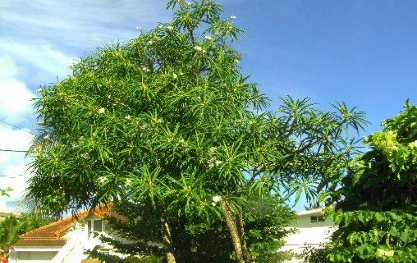 Location de vacances - Appartement à Le Diamant