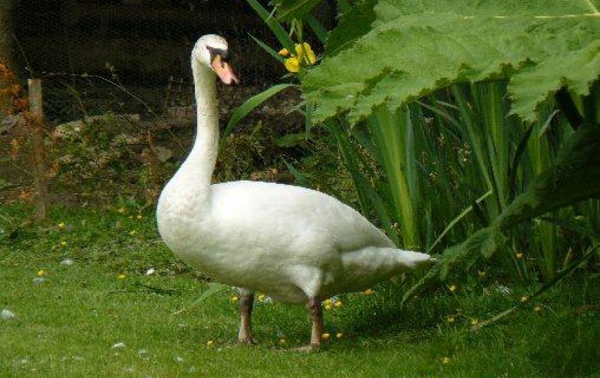 Location de vacances - Gîte à Plumelin