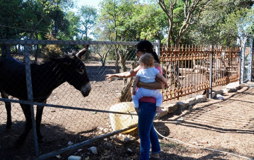 Location de vacances - Gîte à Frontignan - Notre ânesse