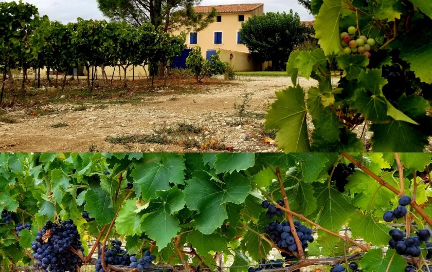 Location de vacances - Gîte à Mazan - Autour du gîte