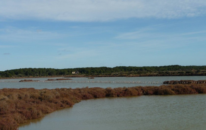 Location de vacances - Appartement à Frontignan - ANCIENS MARAIS SALANTS ZONE PROTEGEE
