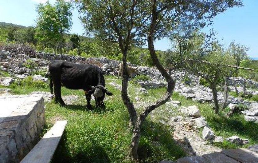 Location de vacances - Villa à Kotor