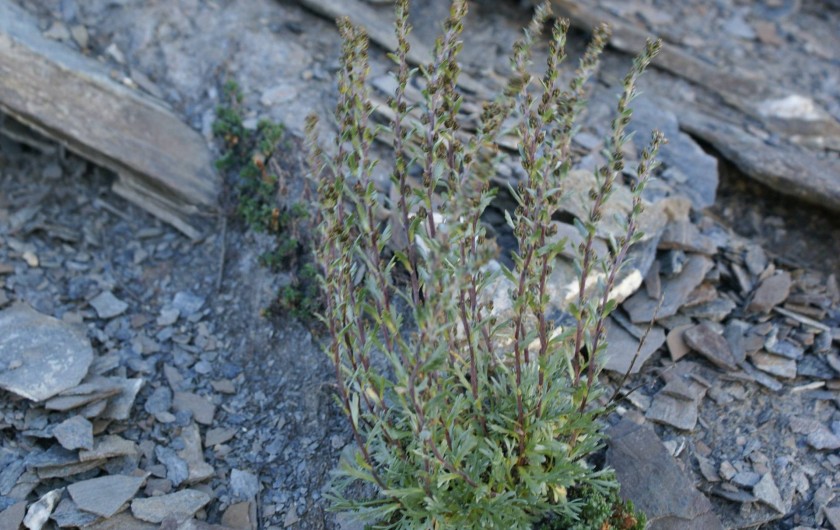 Location de vacances - Chalet à Saint-Paul-sur-Ubaye - le génépi (plantes que vous retrouverez dans les magasins (liqueurs etc...)
