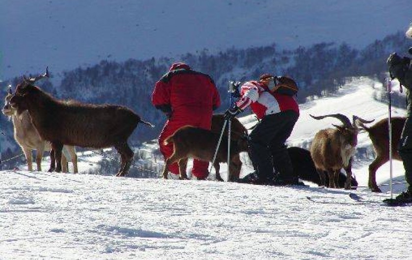 Location de vacances - Studio à Le Corbier