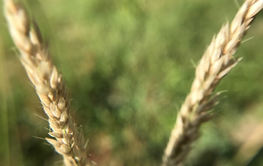 Location de vacances - Chalet à La Bresse