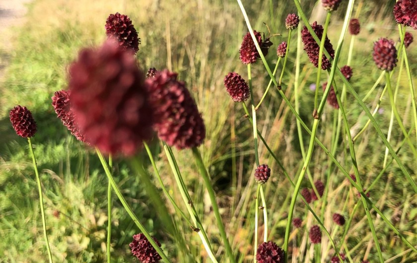 Location de vacances - Chalet à La Bresse - Sur les chemins aux alentours