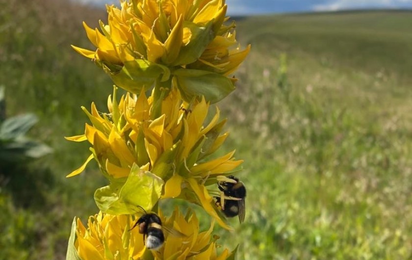 Location de vacances - Chalet à La Bresse - Fleur de gentiane