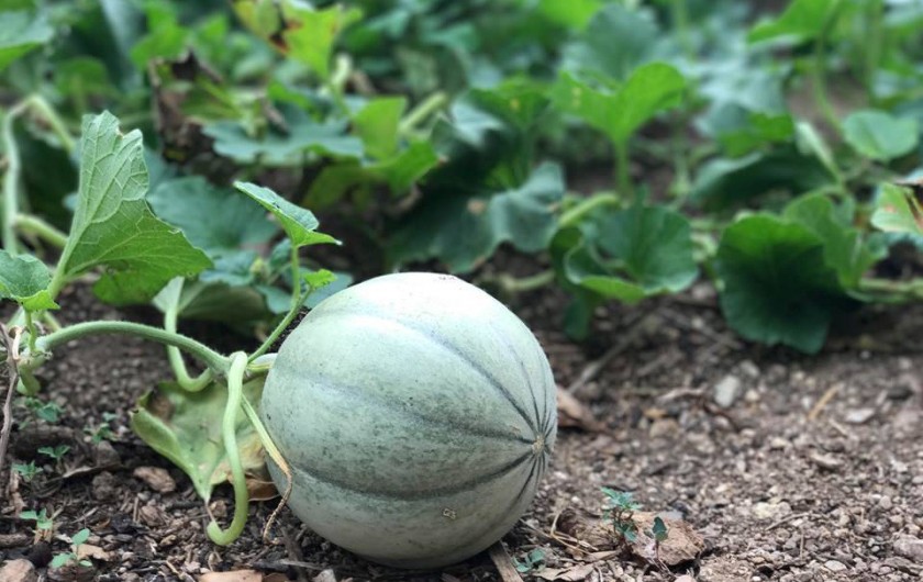 Location de vacances - Villa à L'Île-Rousse - Potager mis à la disposition de la clientèle / Légumes bio