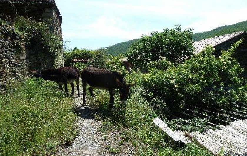 Location de vacances - Gîte à Les Plantiers