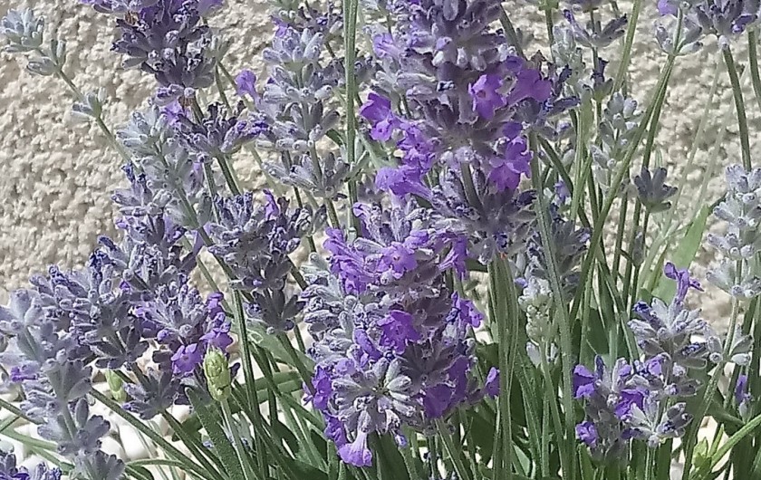 Location de vacances - Gîte à Le Barroux