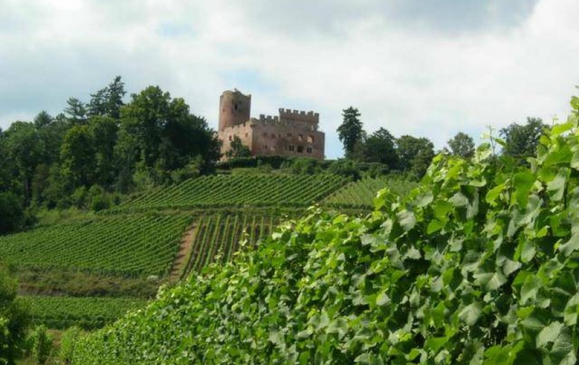 Location de vacances - Gîte à Kintzheim - Château de Kintzheim