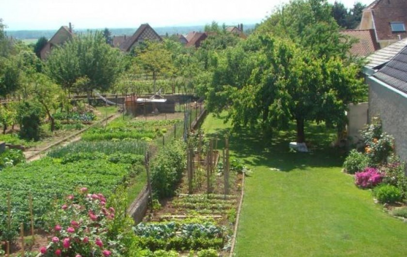 Location de vacances - Gîte à Kintzheim - Jardin