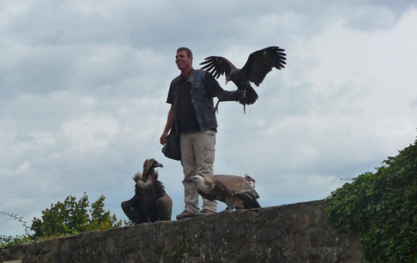 Location de vacances - Gîte à Kintzheim - Voleries  des aigles