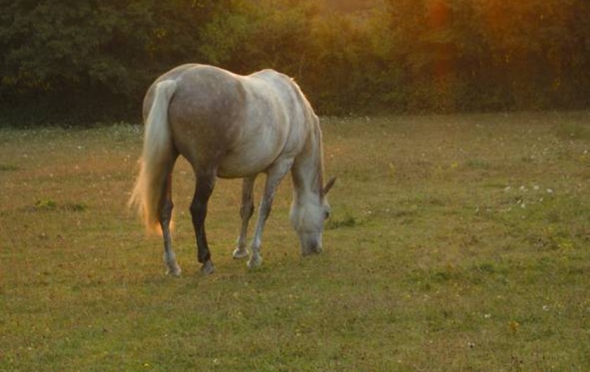 Location de vacances - Gîte à Donzy