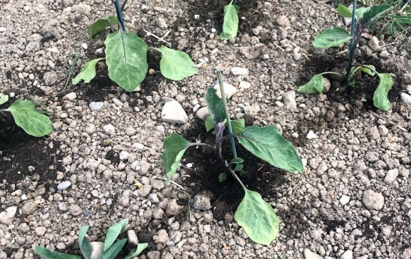 Location de vacances - Appartement à Charvonnex - au potager, les aubergines