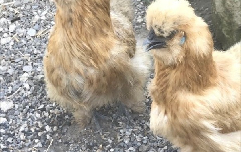 Location de vacances - Appartement à Charvonnex - les deux dernières arrivées, Tic & Tac