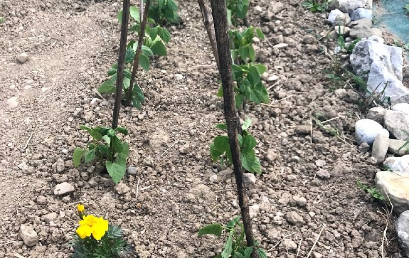 Location de vacances - Appartement à Charvonnex - au potager, les haricots verts