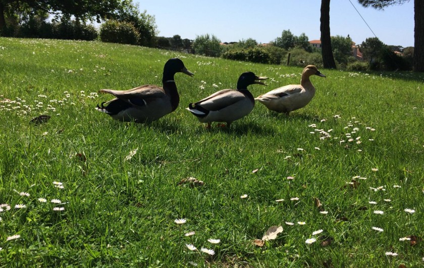 Location de vacances - Appartement à Talmont-Saint-Hilaire