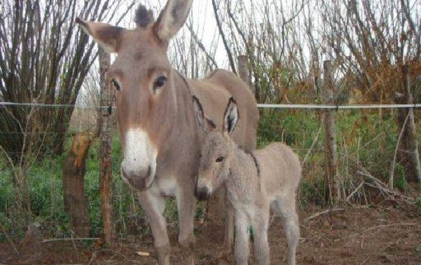 Location de vacances - Gîte à Sorbo-Ocagnano