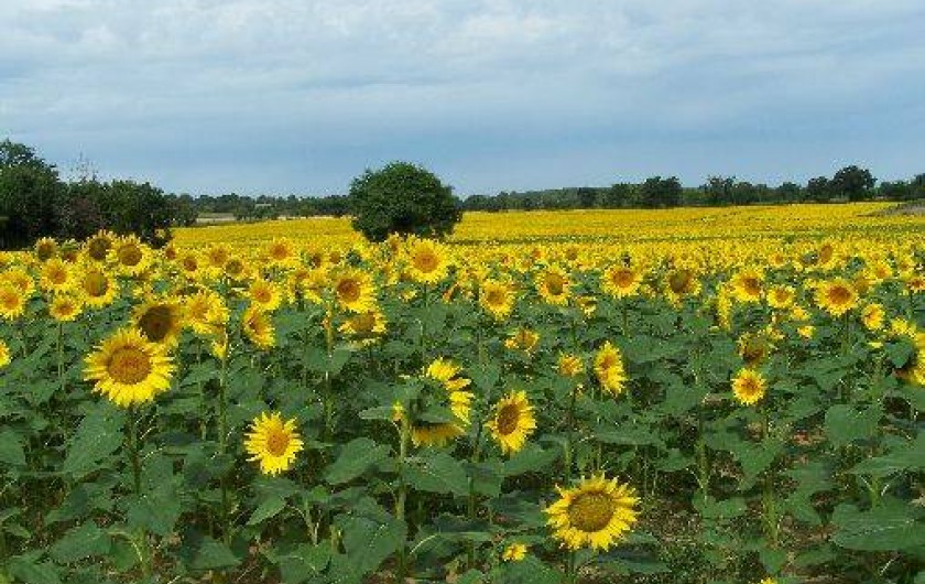 Location de vacances - Gîte à Glénay