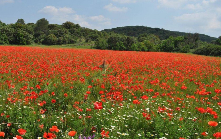 Location de vacances - Gîte à Sainte-Anastasie