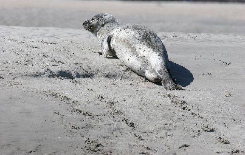 Location de vacances - Villa à Cayeux-sur-Mer