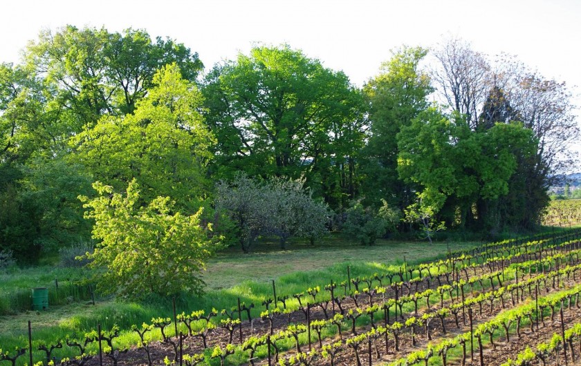 Location de vacances - Gîte à Lirac - Le jardin