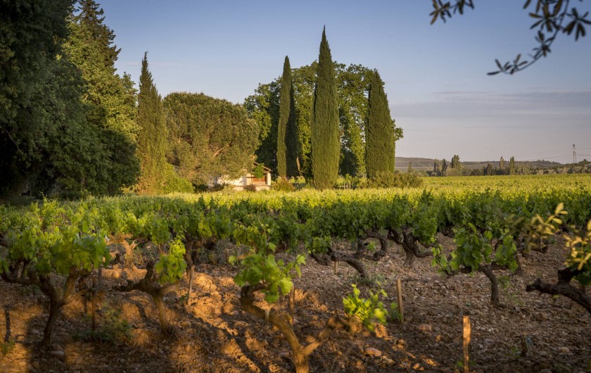 Location de vacances - Gîte à Lirac - Promenade dans les vignes, côté ouest