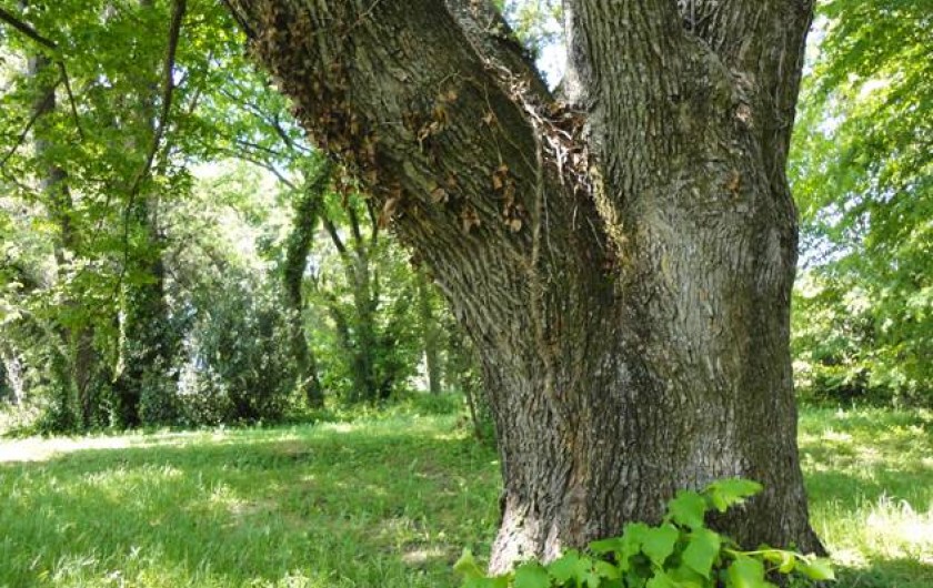 Location de vacances - Gîte à Lirac - Grand-père tilleul