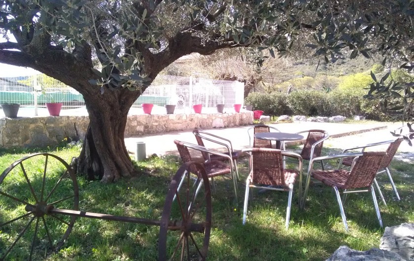 SALON sous l'olivier centenaire terrain de PÉTANQUE