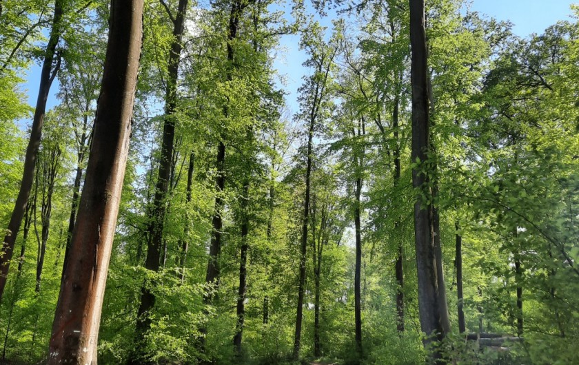 Location de vacances - Château - Manoir à Mesnil-Verclives - la forêt qui jouxte la propriété