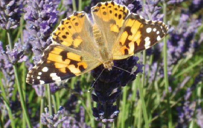 Location de vacances - Mas à Eygluy-Escoulin