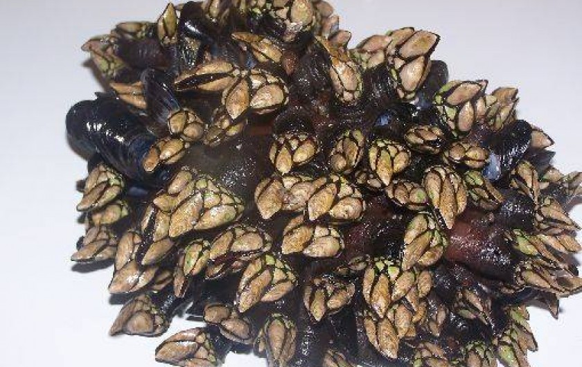 Location de vacances - Appartement à Le Palais