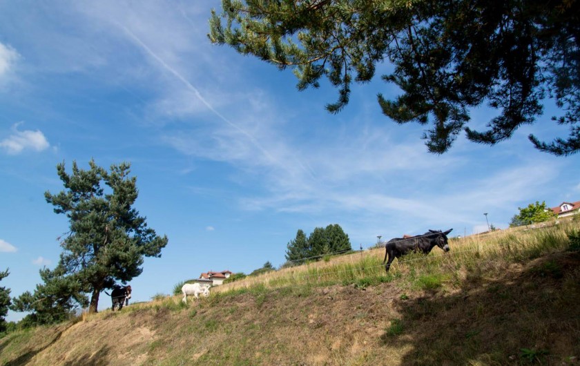 Location de vacances - Gîte à Naussac-Fontanes